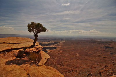 Tree on rock against sky