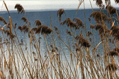 Plants growing in lake