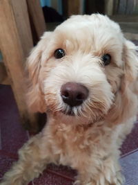 Close-up portrait of dog at home