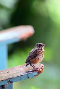 Close-up of bird perching on railing