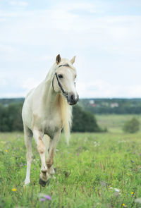 Horse running against sky