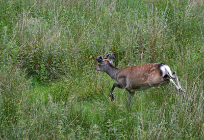 Side view of deer standing on field