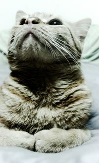 Close-up of cat