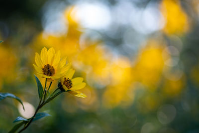 Close-up of yellow flowering plant