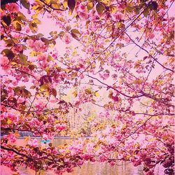 Low angle view of pink flowers