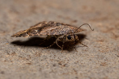 Close-up of insect