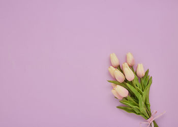 Close-up of pink tulip flower against white background