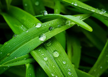 Close-up of raindrops on green leaves during rainy season