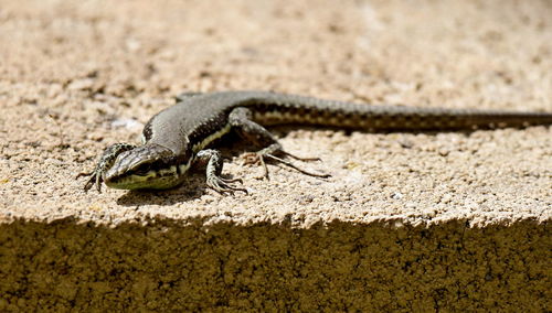 Close-up of lizard on land