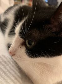 Close-up of cat looking away