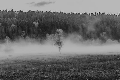 Trees on field against sky