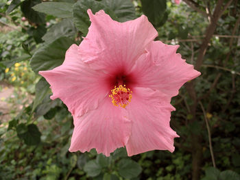 Close-up of pink hibiscus