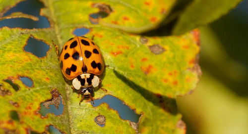 Close-up of ladybug on leaf