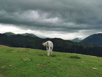 Horse in a field