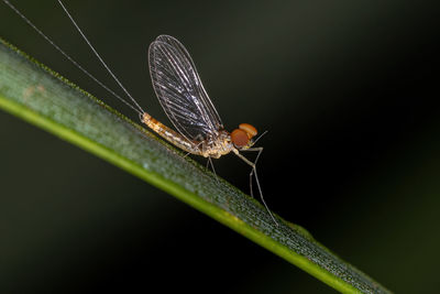 Close-up of butterfly