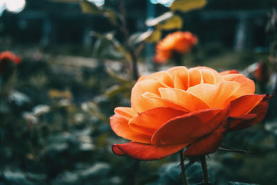 Close-up of orange rose