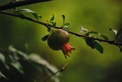 Close-up of branches against blurred background