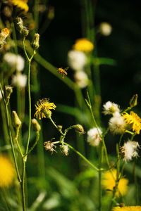 Close-up of yellow flowering plant