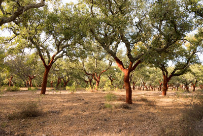 Trees on landscape