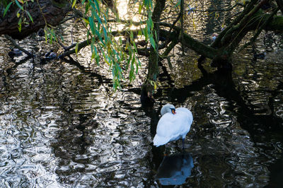 Bird in a lake