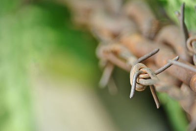 Close-up of barbed wire on plant