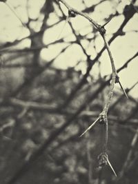 Close-up of plant against blurred background