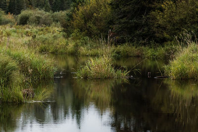 Scenic view of lake in forest