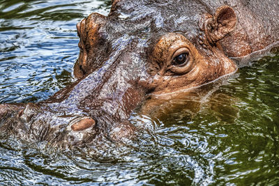 Close-up of crocodile in lake