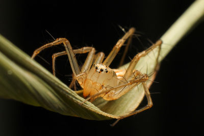 Close-up of spider