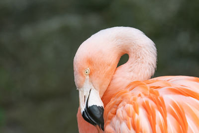 Close-up of a bird