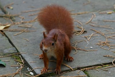 High angle view of squirrel