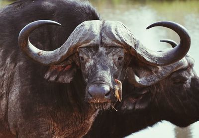 Close-up of water buffalo