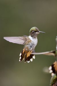 Close-up of bird flying