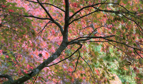 Low angle view of pink flower tree