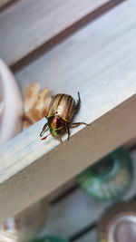 Close-up of fly on wall