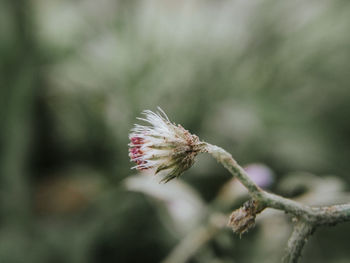 Close-up of honey bee on plant