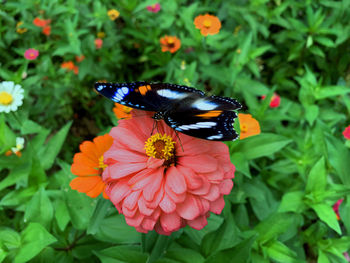 Butterfly pollinating on flower