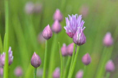 Close-up of purple crocus flowers