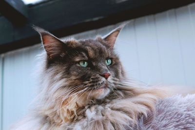 Close-up portrait of cat