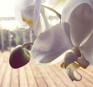 Close-up of flowers