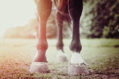 Low section of horse standing on field