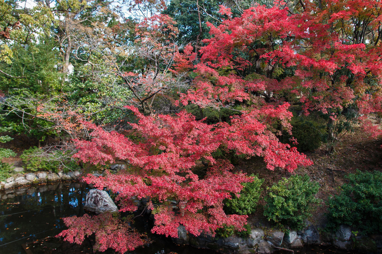 VIEW OF AUTUMN TREES IN LAKE