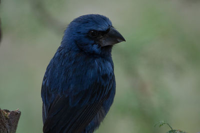 Close-up of bird perching outdoors