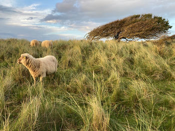 View of an animal on field