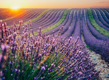 Scenic view of lavender field against sky during sunset