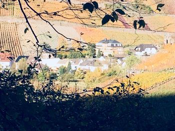 Plants on field during autumn