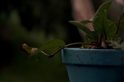 Close-up of potted plant