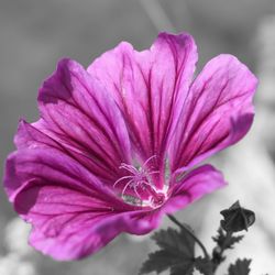 Close-up of pink flower blooming outdoors