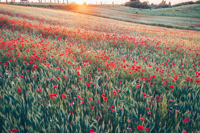 Red poppy flowers on field against sky