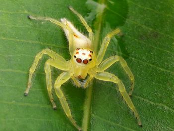 Close-up of spider on green leaf